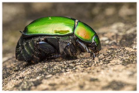 歐亞銅星花金龜|金龜子科 Scarabaeidae 